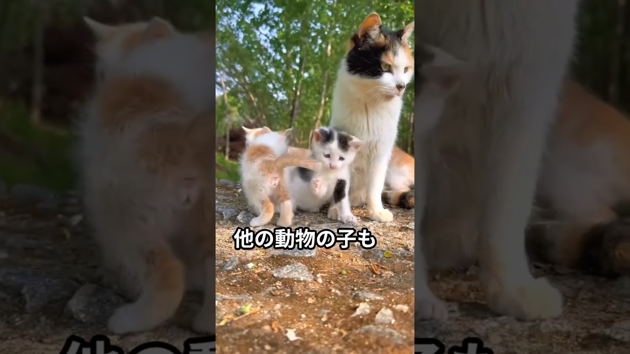 猫のお母さんの愛情知ってる？