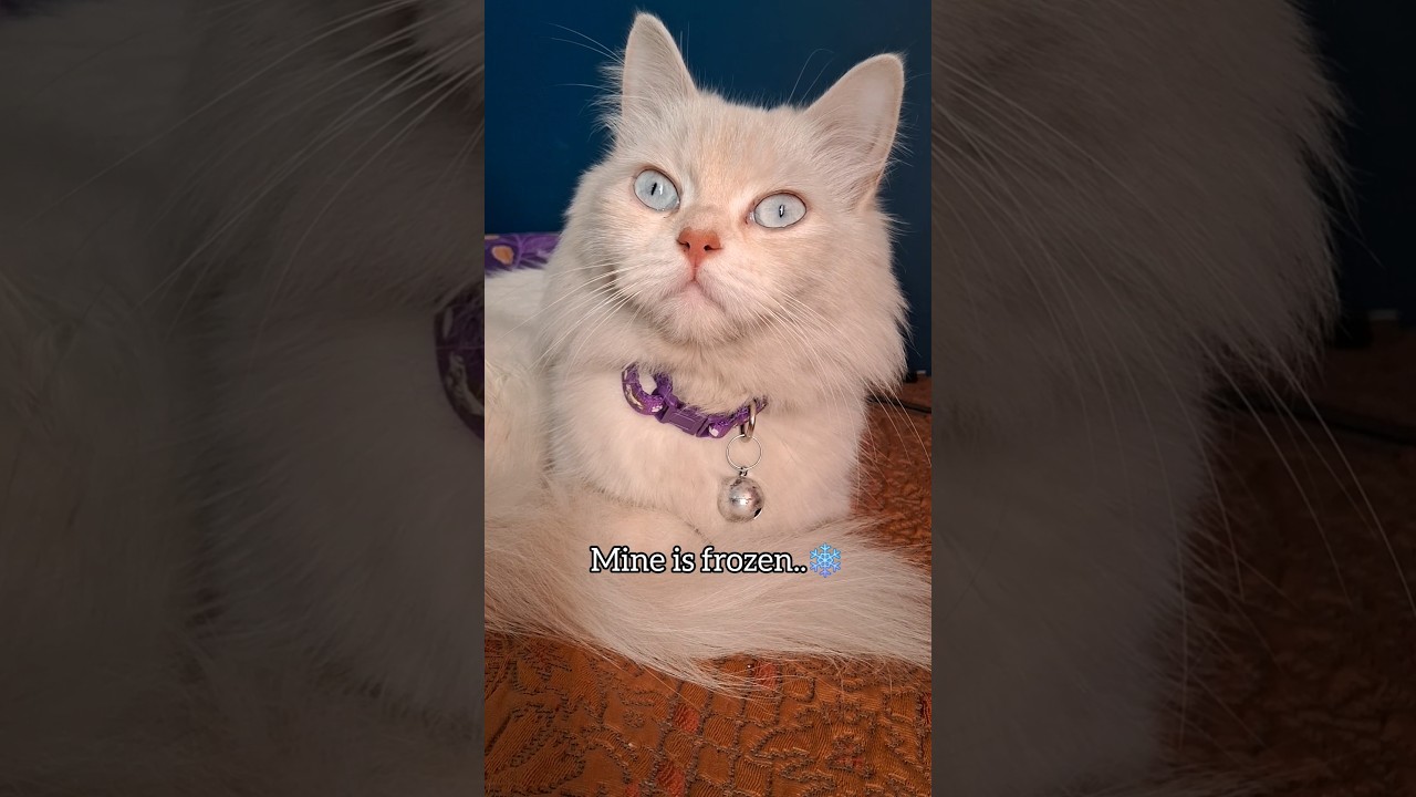 I think my cat is frozen..❄️😸 #cat #cute #fyp #trending #trendingshorts #viralshorts #shorts