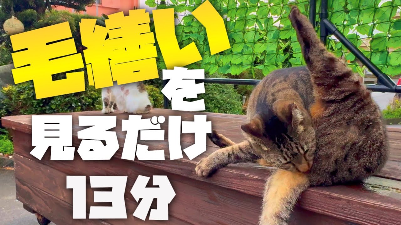 【見るだけ】猫達の毛繕いを見るだけ１３分【ＢＧＭ無し】