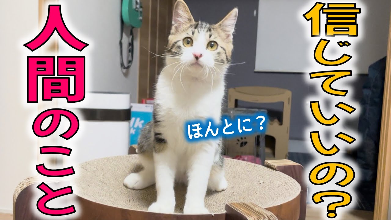 保護子猫しゃけまる、人間を受け入れることはできるのか…？