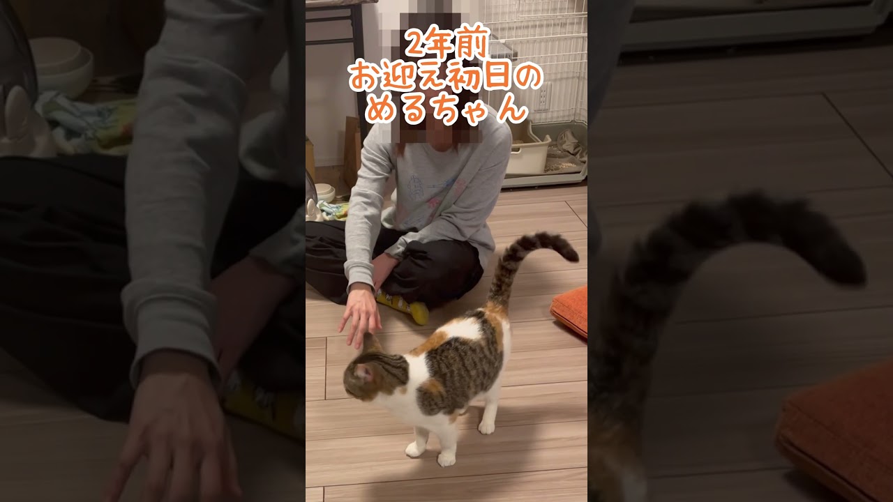 2年ですごく変わったね…ww #猫 #ねこ #スコティッシュフォールド #shorts #保護猫