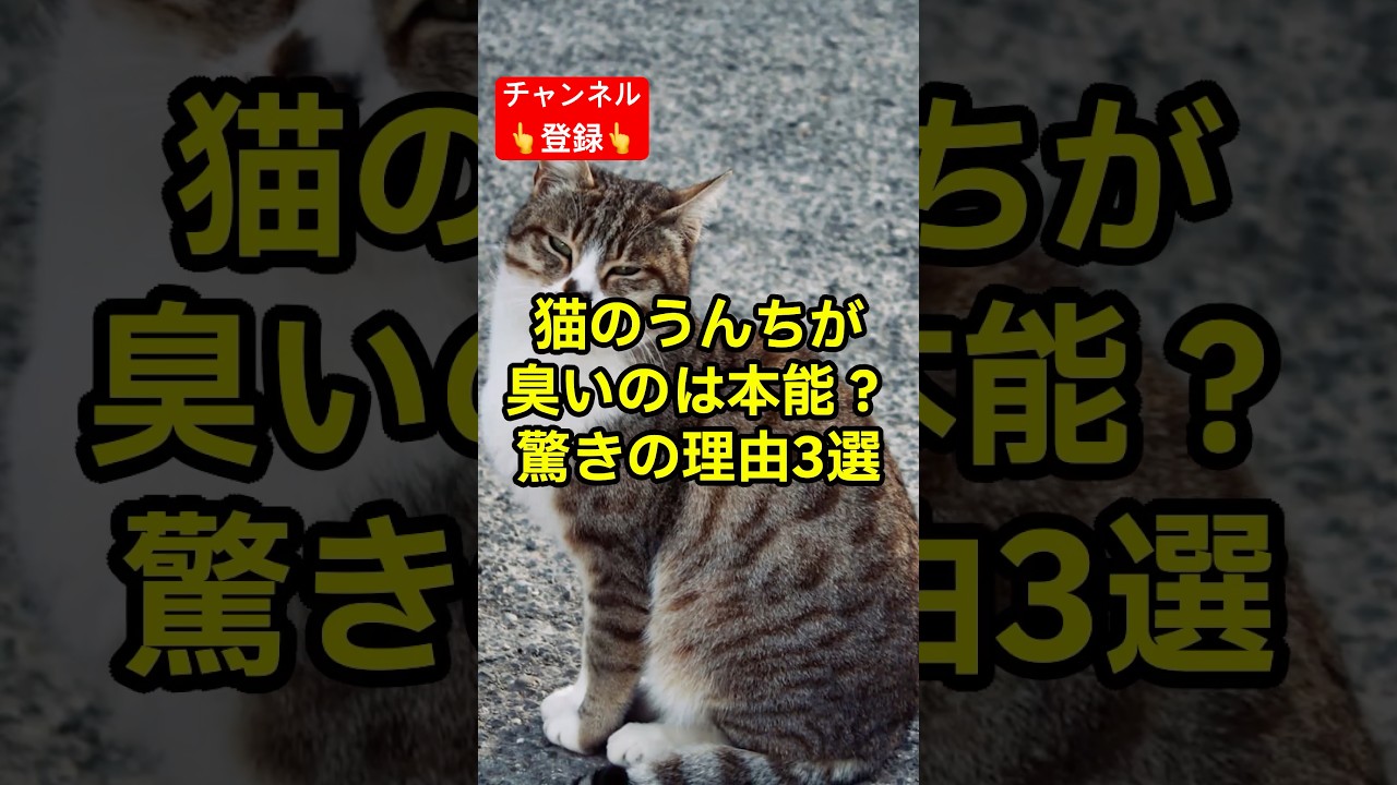 猫のうんちには◯◯◯◯◯が含まれている❗️#shorts #雑学 #豆知識 #猫 #猫好き #cat #猫動画