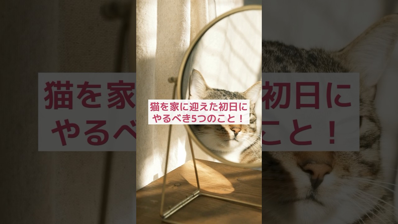【動物雑学AI】猫を家に迎えたら初日が超重要！やるべき5つのこと！ 🐱 🏠✨ #shorts
