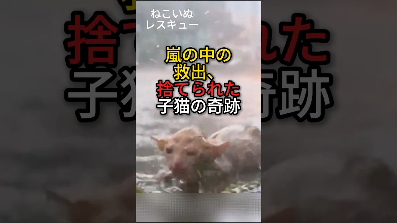 嵐の中の救出、捨てられた子猫の奇跡
