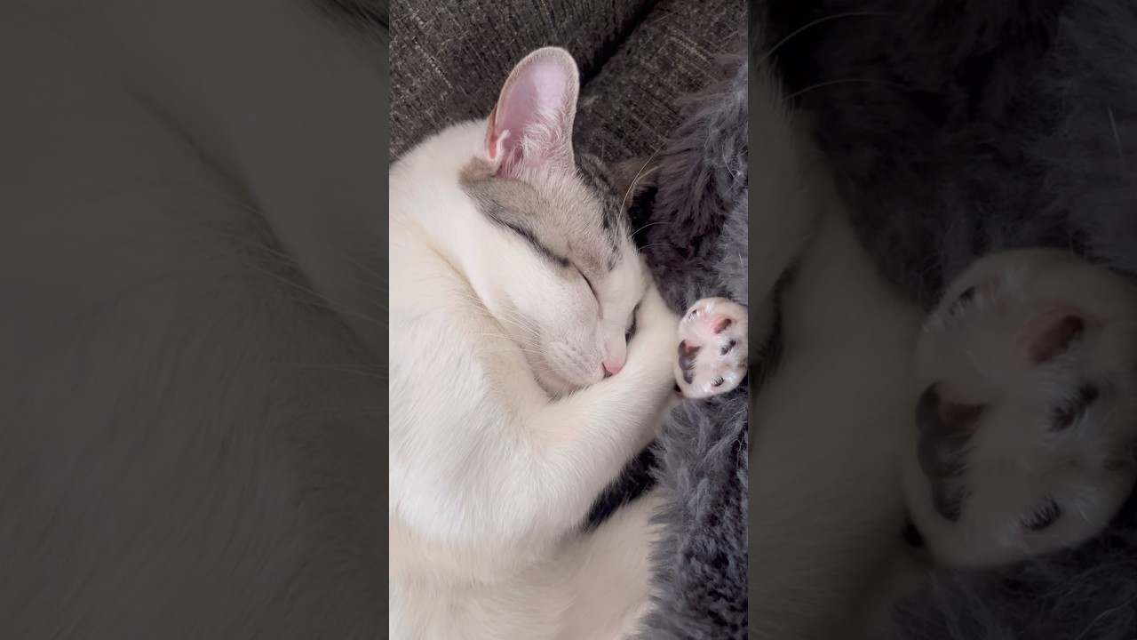 顔を隠しながら寝る子猫#子猫 #保護猫 #捨て猫