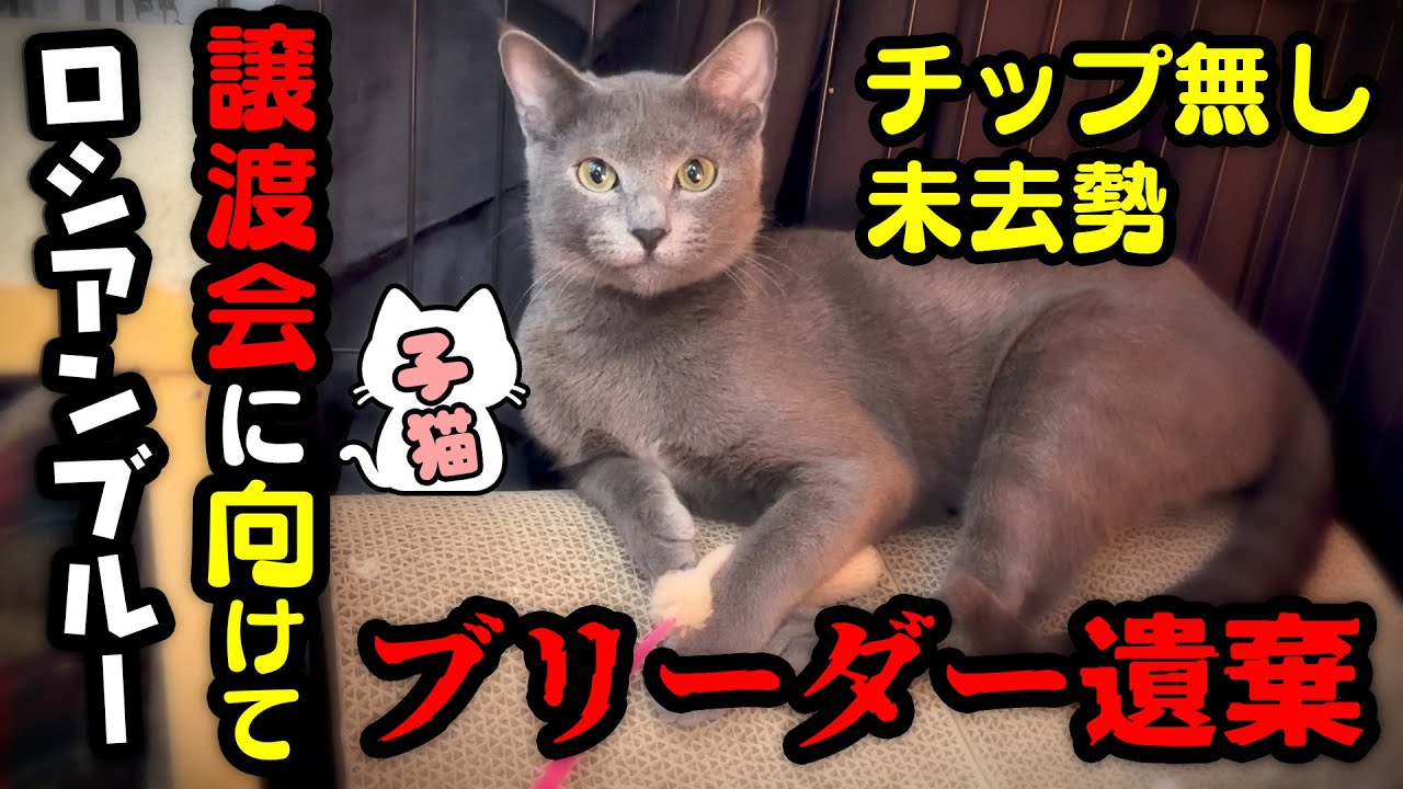 ロシアンブルーの子猫が捨てられた訳【里親募集中】