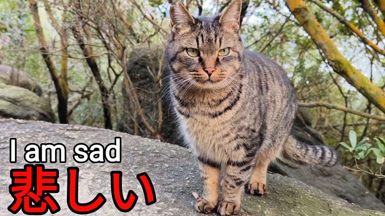 めちゃ鳴くけど私はお呼びでない？笑【野良猫 地域猫】The cat is meowing but I'm not being called? Lol [Stray cat]