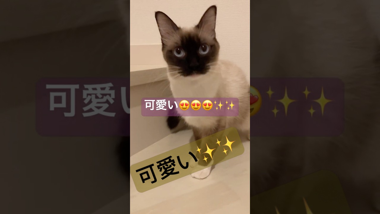 ラグドールの女の子 #cat #ラグドール #ragdoll #猫のいる暮らし #ragdollkittens #猫好きさんと繋がりたい #ragdolls #ねこ #バグドール #保護猫 ​⁠