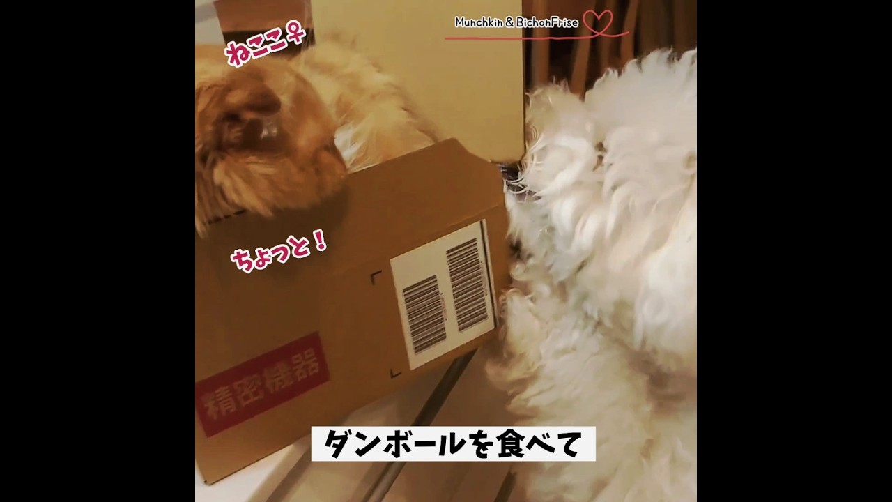 【マンチカン＆ビションフリーゼ】我が家の奇妙な物語 【犬と猫、両方飼ってると毎日かわいい♥】