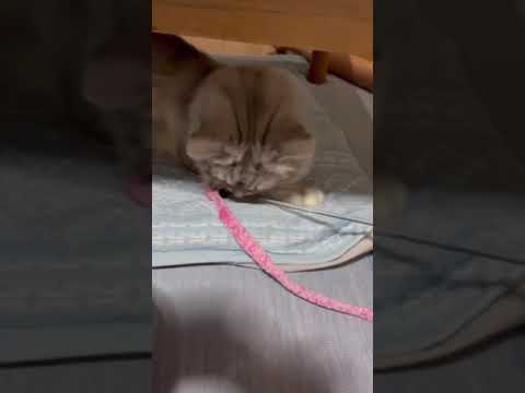切り替えが早い猫 #ねこ#ラガマフィン#猫のいる暮らし