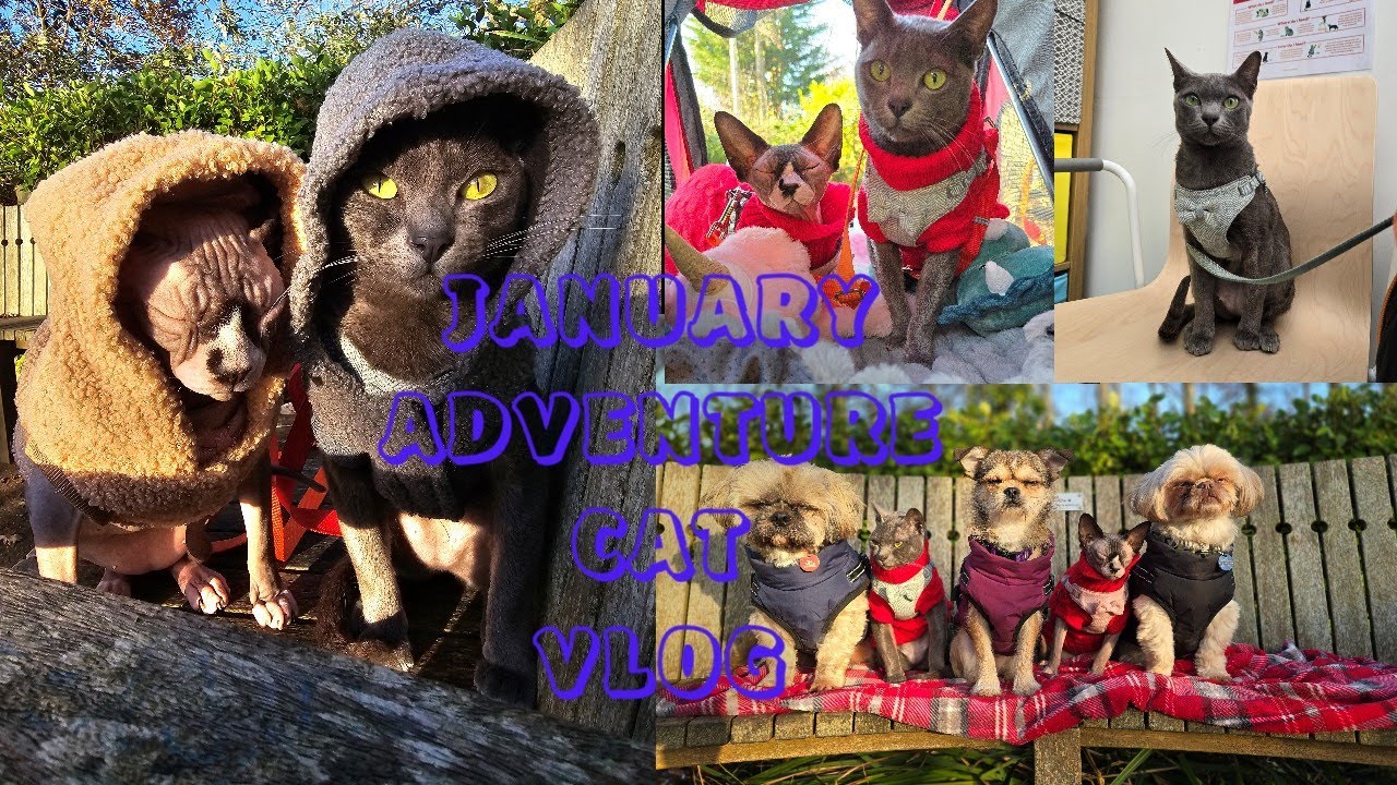 Adventure Cat Vlog  January 2025 - walks, climbing, vets, coffee - Ebi the Korat and Cleo the Sphynx