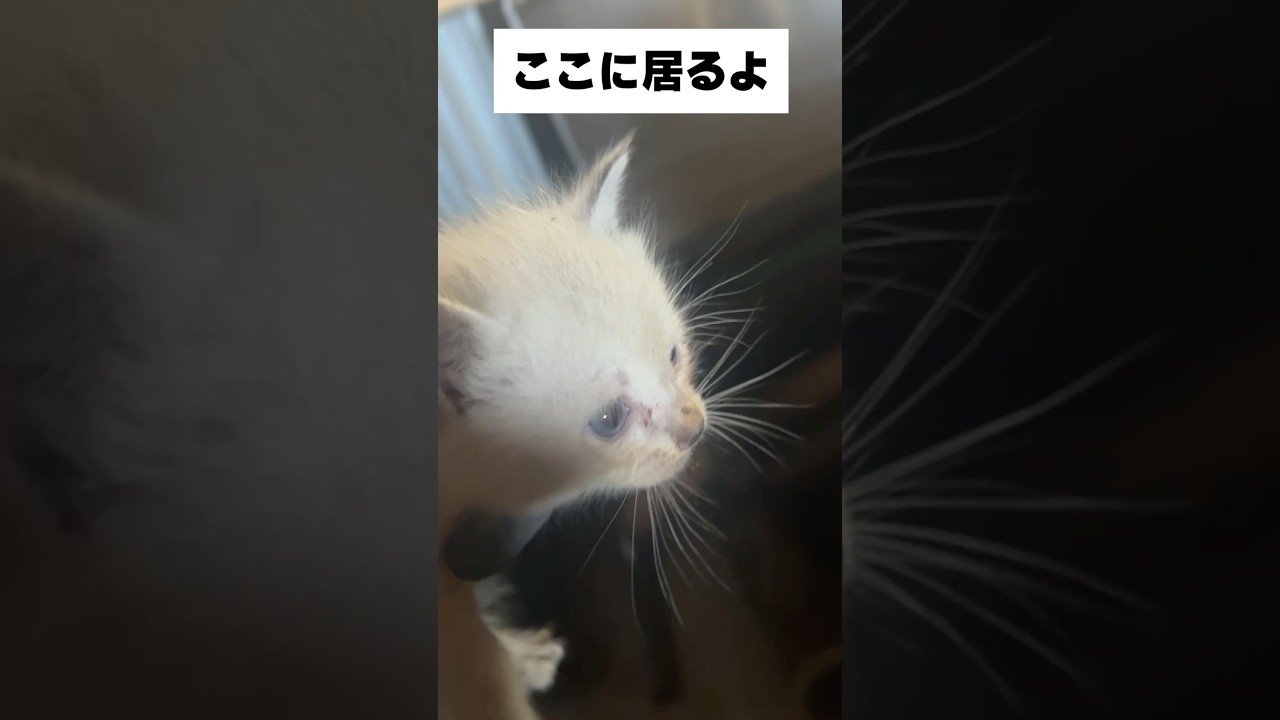 放っておけなかった！子猫を保護しました