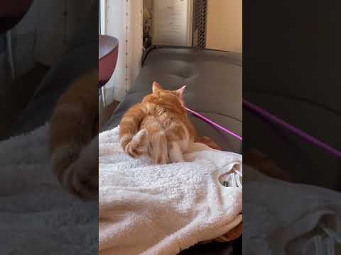 【可愛い】マンチカンのおしりが可愛すぎる...② #Shorts