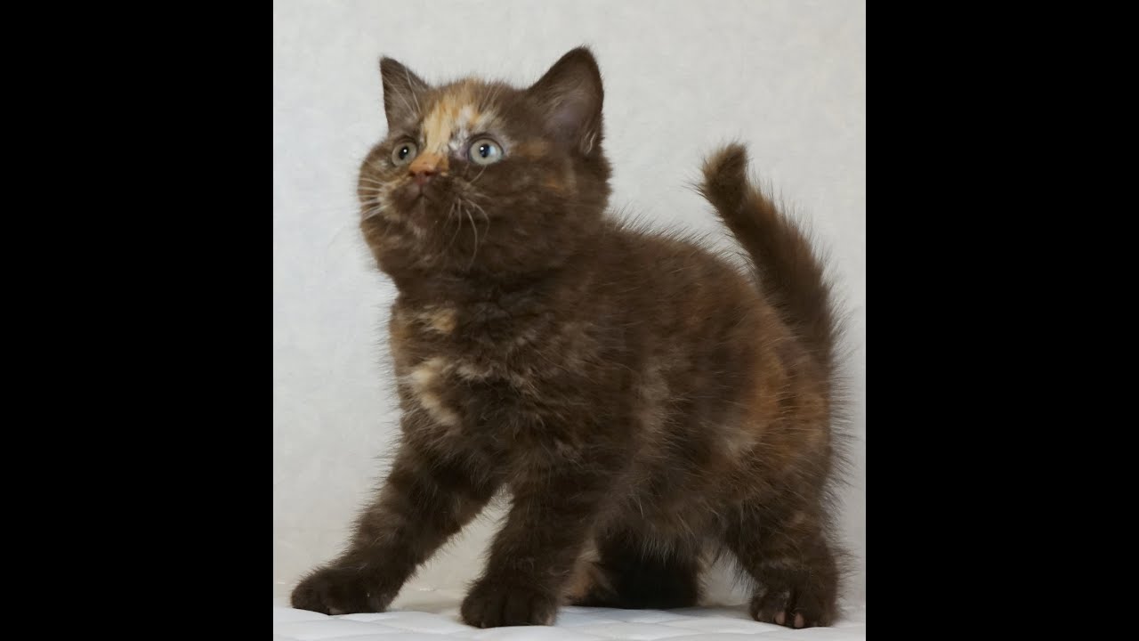 セルカークレックス子猫　Selkirk Rex　2024.12.6産まれ　チョコトーティー　ストレート　女の子　シーダキャット猫のお店