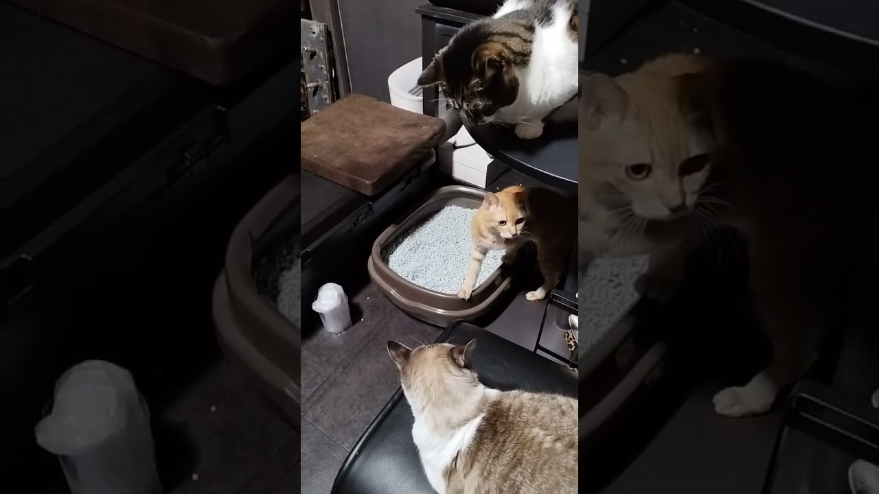 【野良猫から家猫へ】茶トラ　サバシロ　シャム猫ミックス #cat #cute