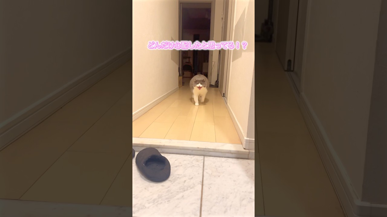 #cat #ブリテッシュショートヘアー #猫 #猫のいる暮らし #ねこ #お出迎え猫 #お留守番猫
