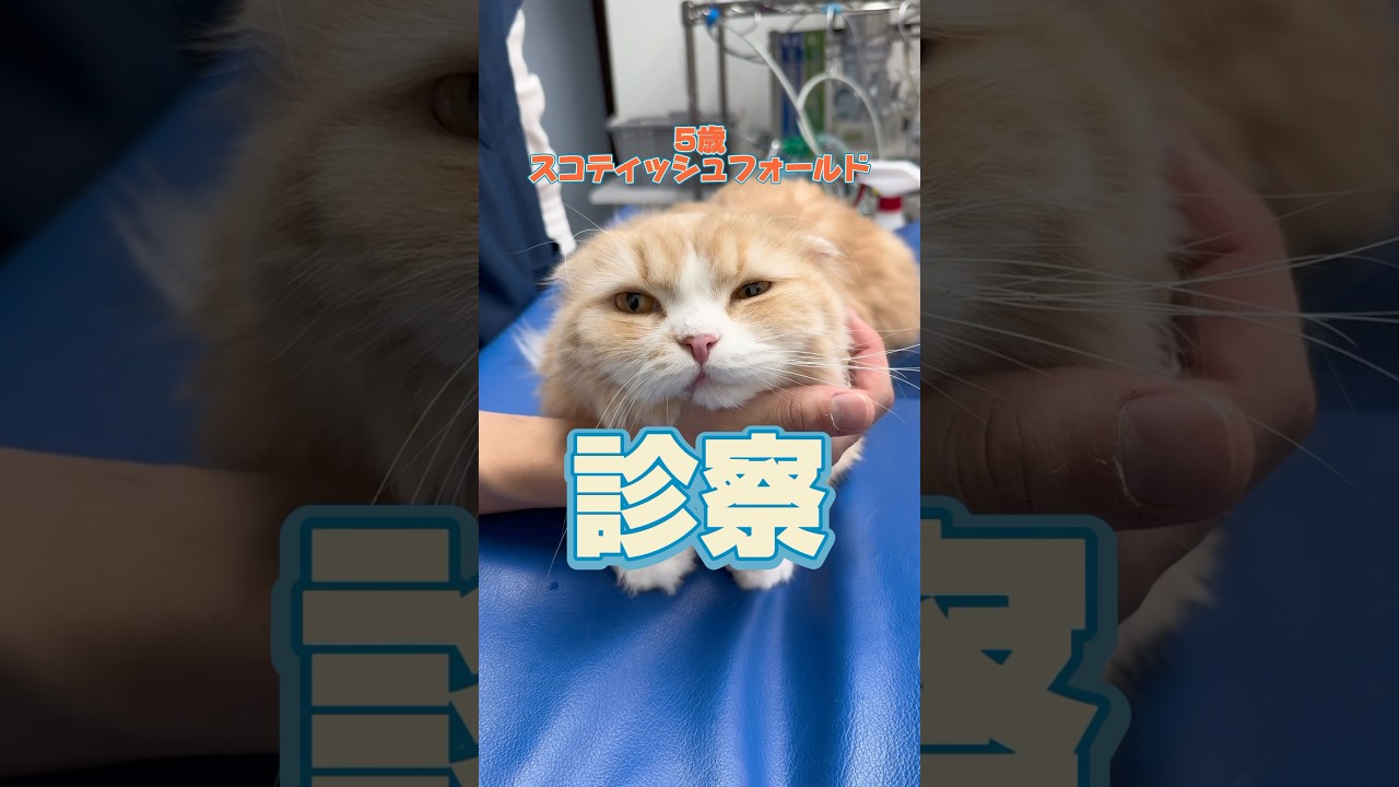 健康診断をしに5歳のスコティッシュフォールドが動物病院にやってきた！