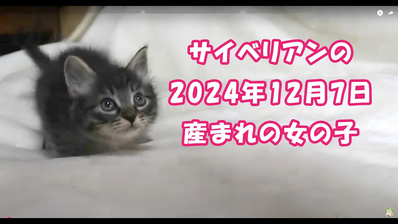 2024年12月7日産まれのサイベリアンのブラウンタビーのまん丸のお顔にクリクリ目の陽気な人懐っこいかわいい性格の女の子です♪