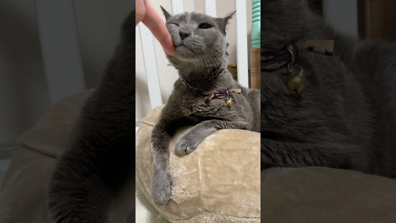 今日のくんくん_20250131 #shorts #cat #ロシアンブルー #猫
