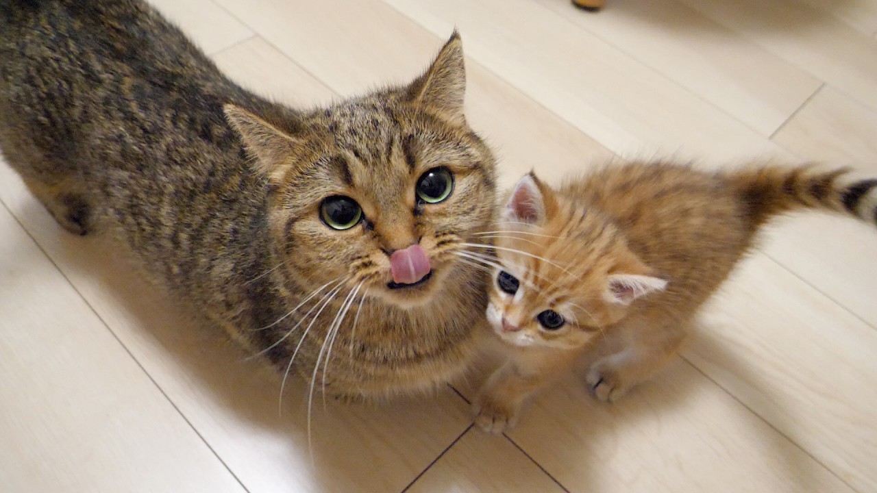 What happened to kitten Rio who put up a fight with the strongest mother cat...