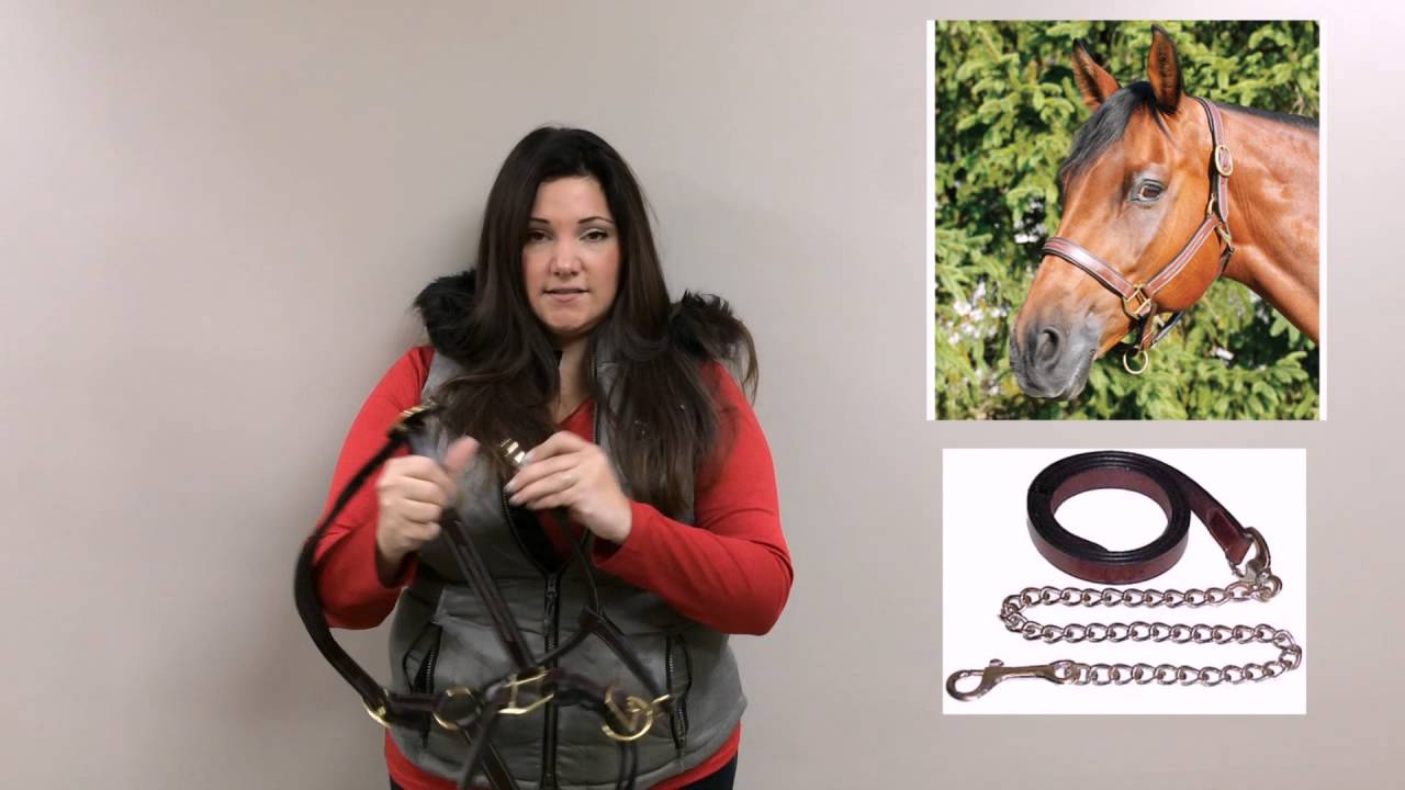 Big Dee's Tack and Vet Supply - Padded Leather Halter