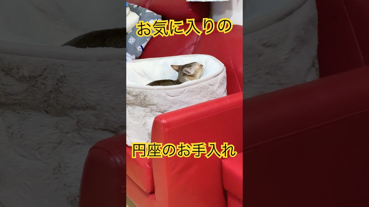 一心不乱　#シンガプーラ  #猫のいるくらし