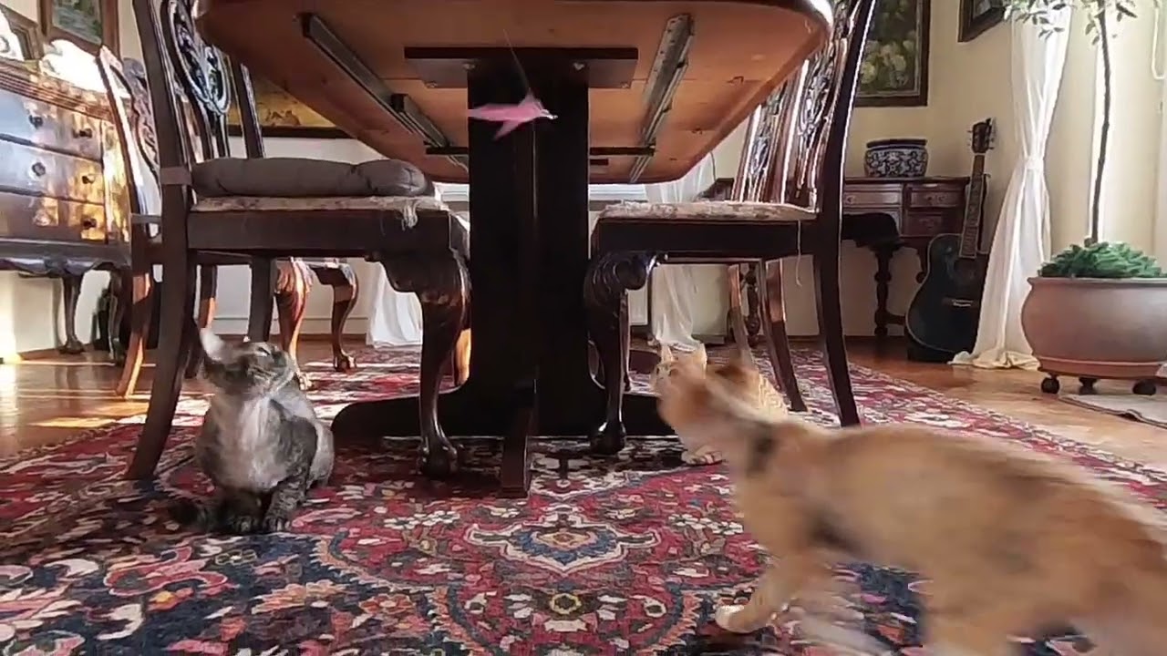 Devon rex family is playing.