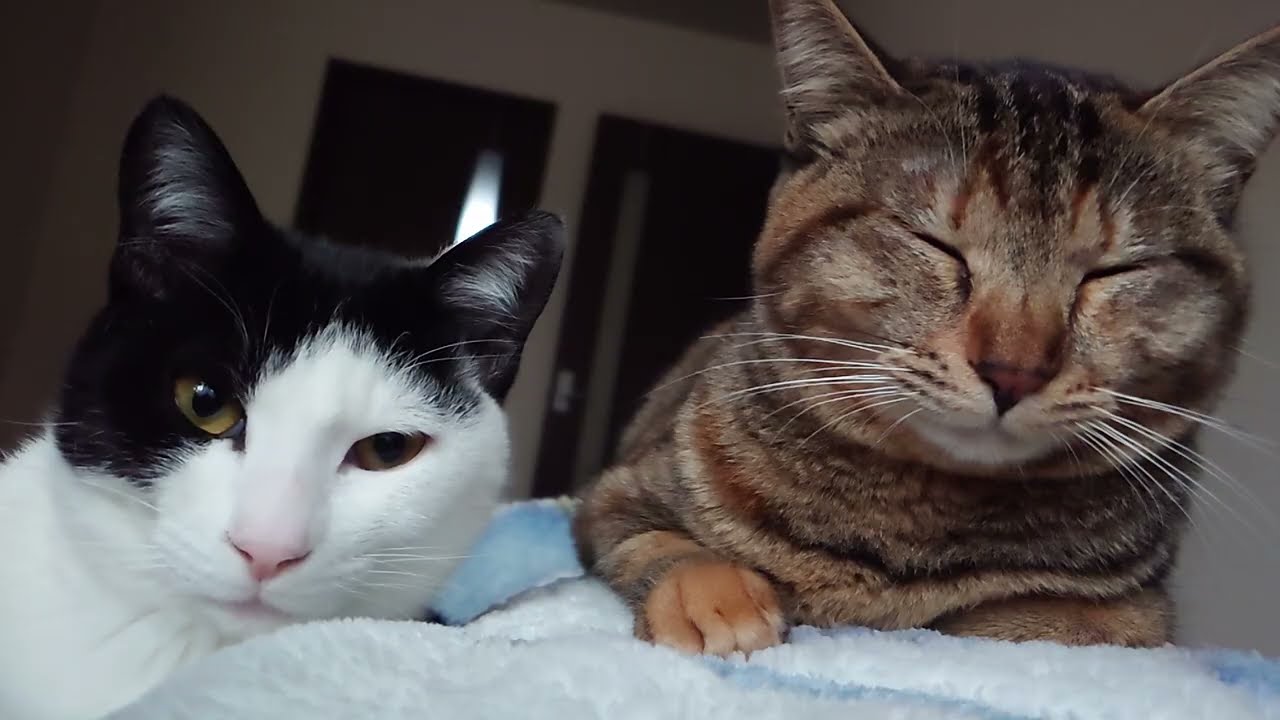 寂しがり屋猫がこちらです・・・