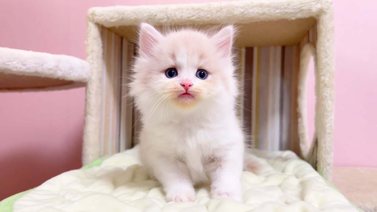 【マンチカンの子猫】子猫を捕まえて見てみようとした件 ～猫のいる生活Vol.1080～出産動画 マンチカン短足・ミヌエット・ペルシャ猫専門ブリーダー『ペット蔵人』【子猫の成長記録】