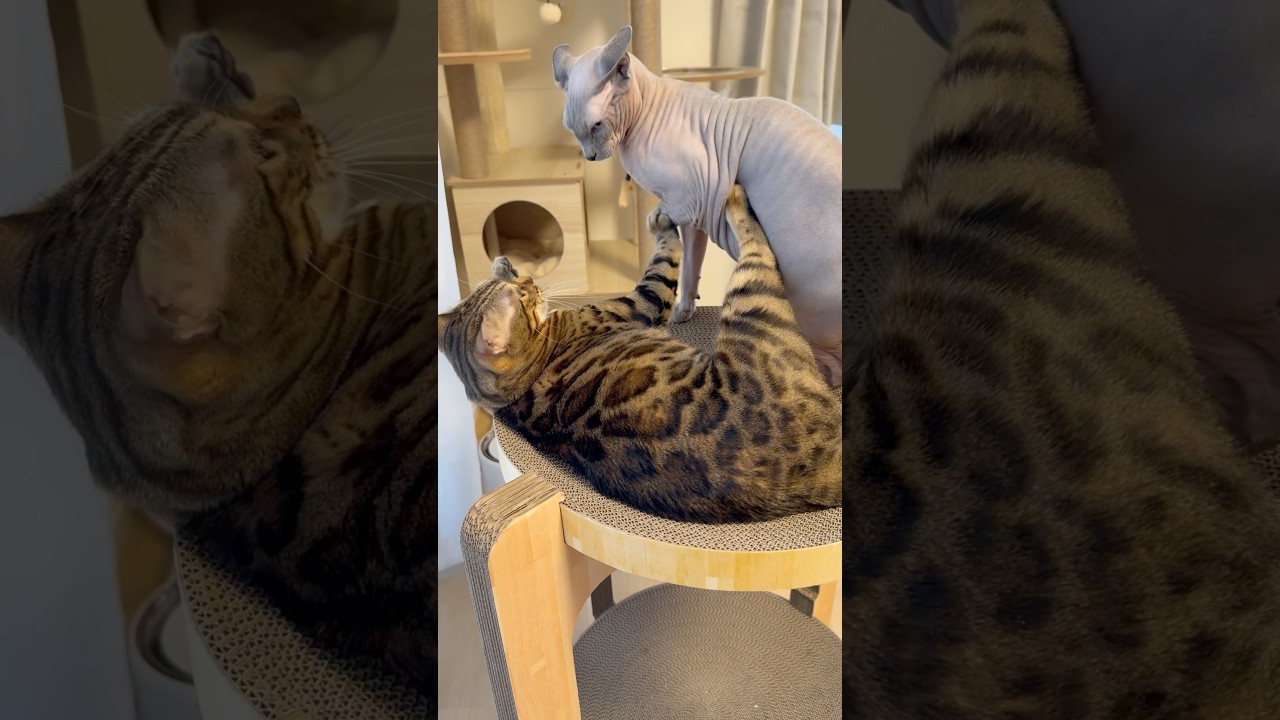 姉の寝床を奪い取る毛のない弟猫【スフィンクス】