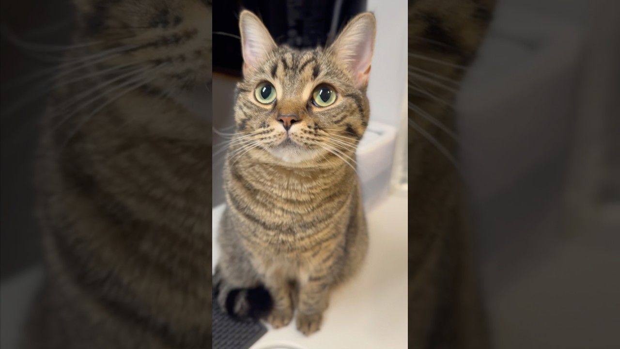 パパをつけ回す猫達が可愛すぎる!! #shorts #猫 #cat