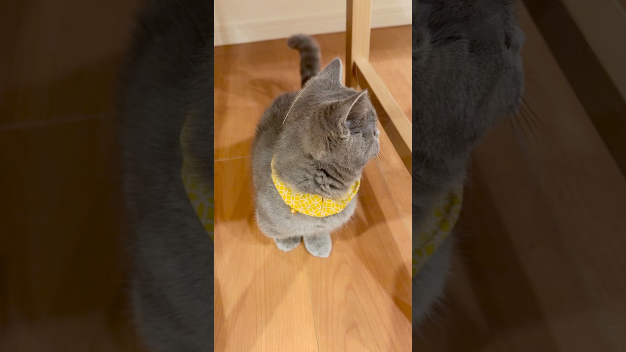 【最新アクセ】#マンチカン#マンチカン短足#マンチカン子猫#ブリマンチ#ブリティッシュショートヘア#茶トラ#キジシロ#子猫#多頭飼い#猫のいる暮らし#チュール#肉球#猫の癖が強い