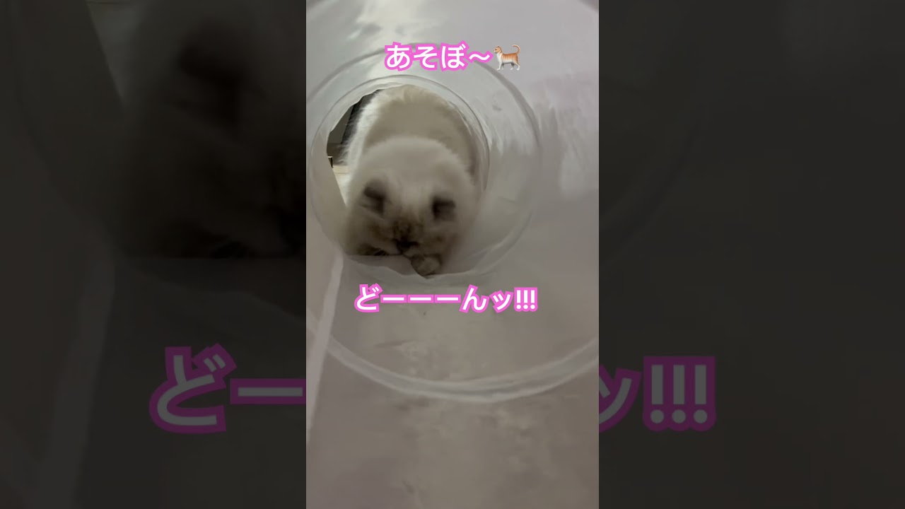 うちのにゃんこ🐈 #shorts #うちのにゃんこ #ヒマラヤン #猫 #cat #かわいい