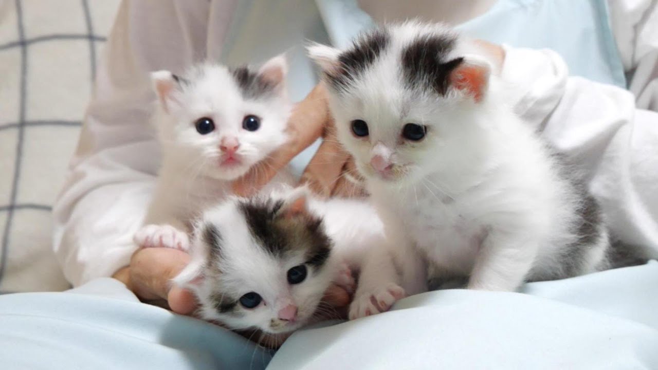 子猫の豆大福トリオがミルク会の後はママのお膝の上でウトウト【赤ちゃん猫　保護猫】
