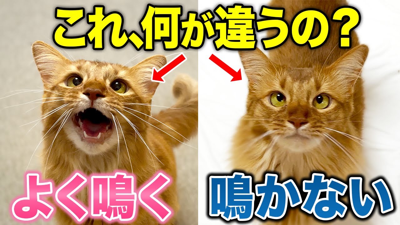 よく鳴く猫とあまり鳴かない猫は何が違うの？【完全解説】
