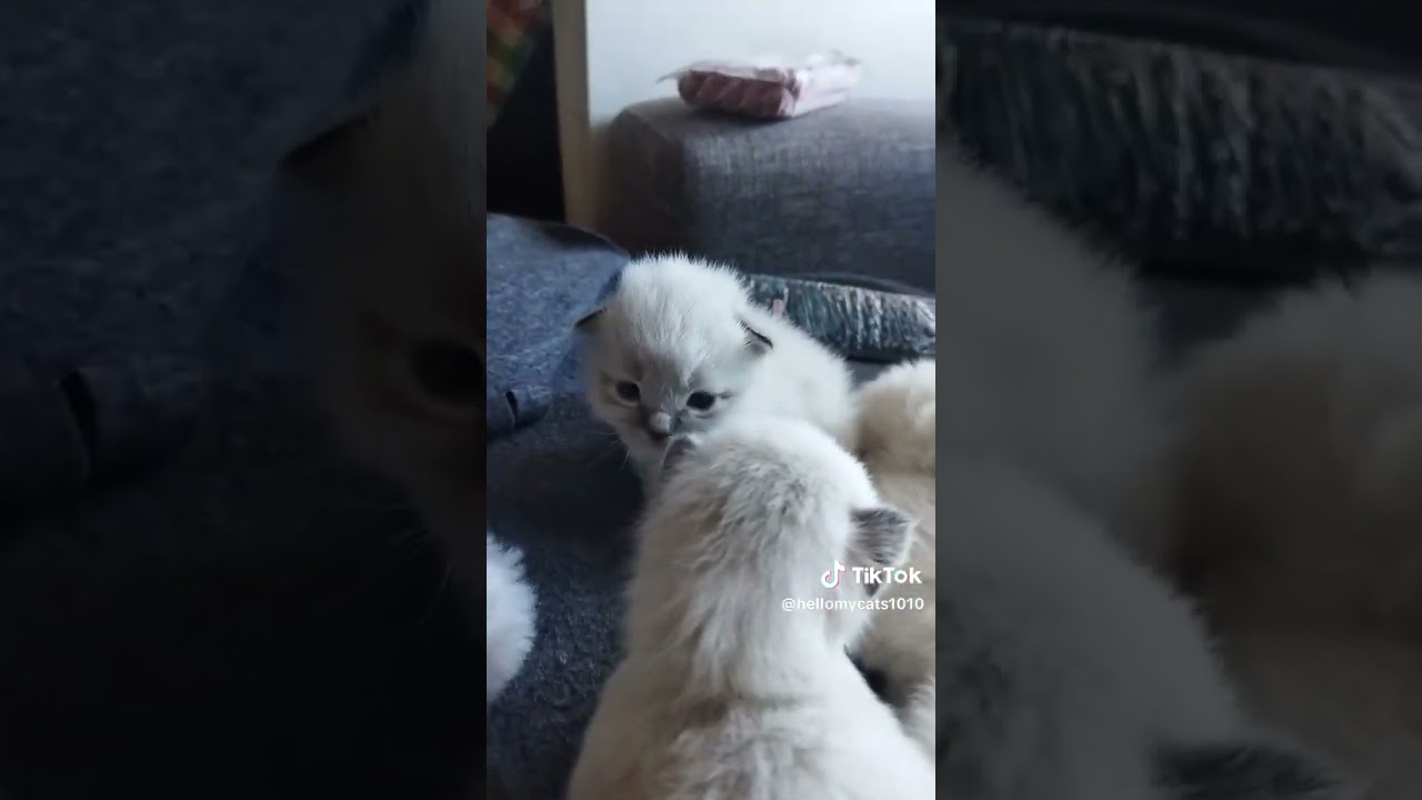 #babykitten #cute What beautiful little kittens!...Do you think they are as beautiful as me?..😻