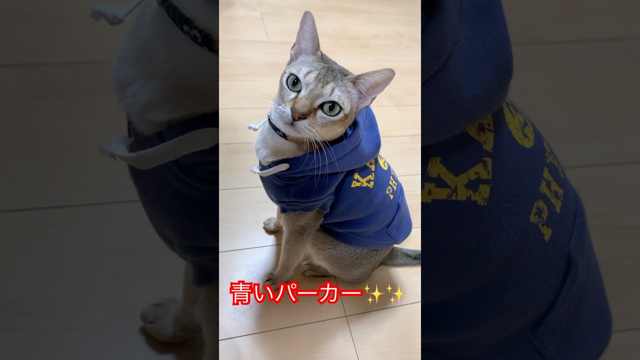 お洋服　兄者　#シンガプーラ  #猫のいるくらし