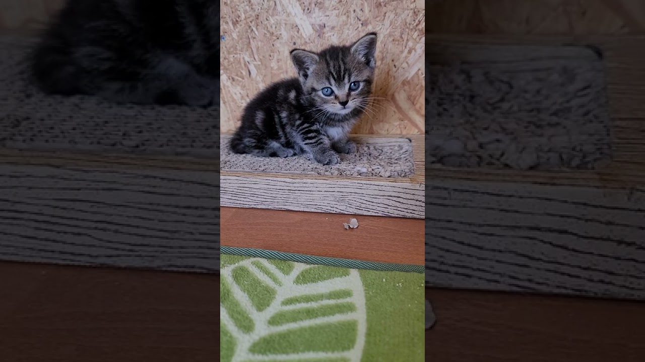 スコティッシュフォールド 人が大好きな女の子です。