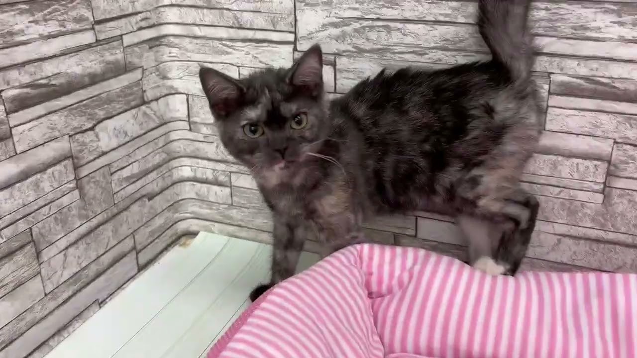 Coo&RIKU　No.676764　アメリカンショートヘアー