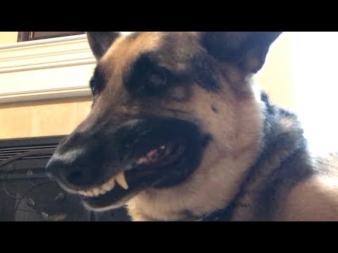 Odin gets a Treat, Leroy wants to Be YouTube Famous
