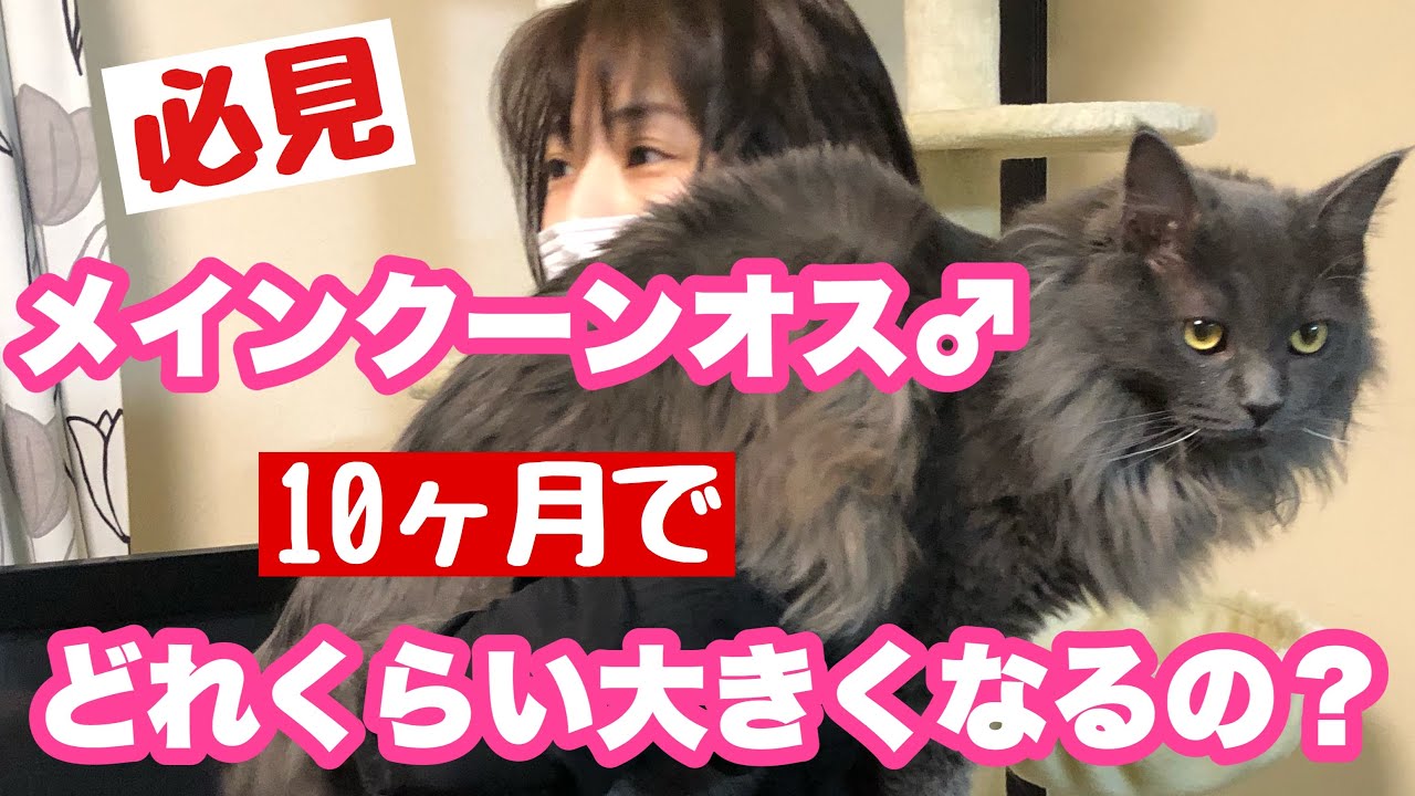 メインクーンのオス♂10ヶ月はいったい何キロになるのか？#090 How many kilograms does a Maine Coon male get in 10 months?