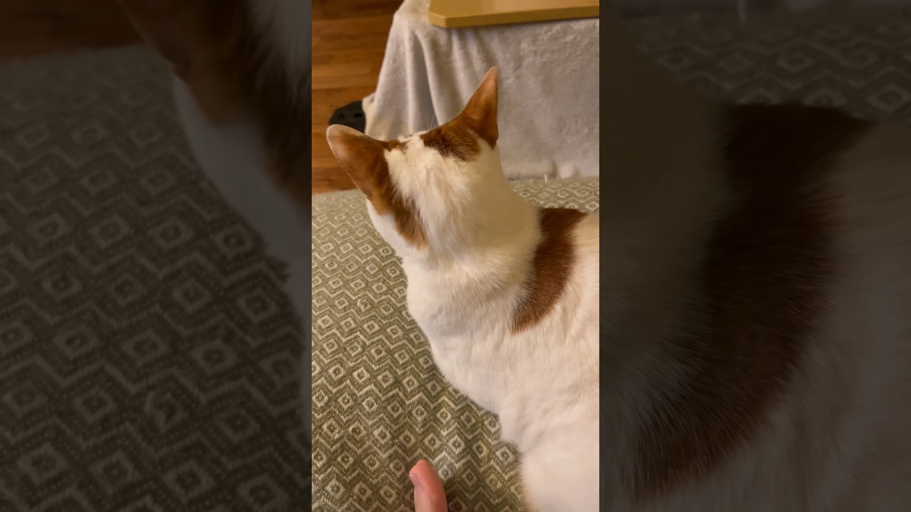 「何ー？」 #cat #猫 #日本猫 #保護猫