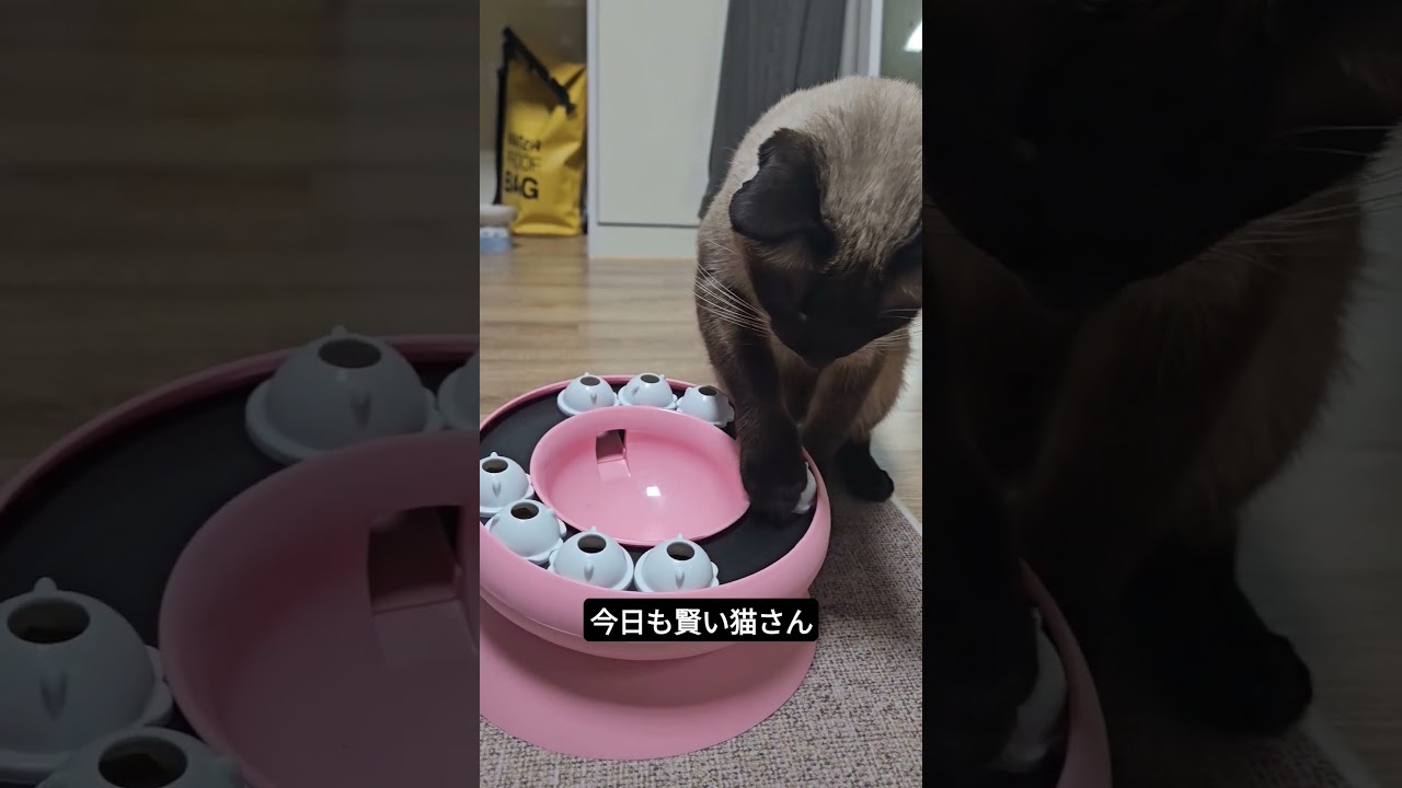 シャム猫は賢いです #シャム猫ひおろ #cat