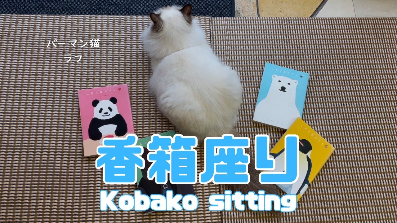 バーマン猫ラフ【香箱座り】Kobako sitting（バーマン猫）Birman/Cat