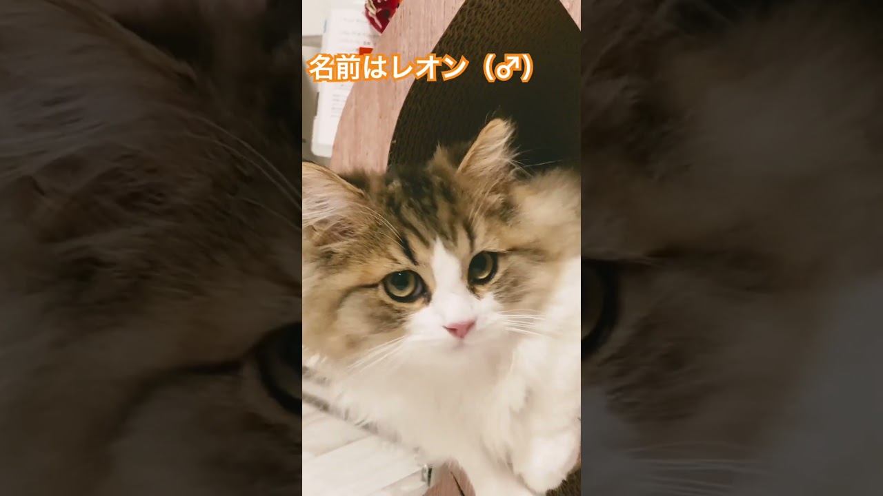 新たな入居者 #cat #ラガマフィン #猫 #猫のいる暮らし #癒される