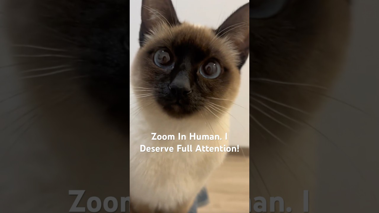 You’re Not Looking Close Enough! Try Again! #cat #kitten #cute #catlover #entertainment #funnycats