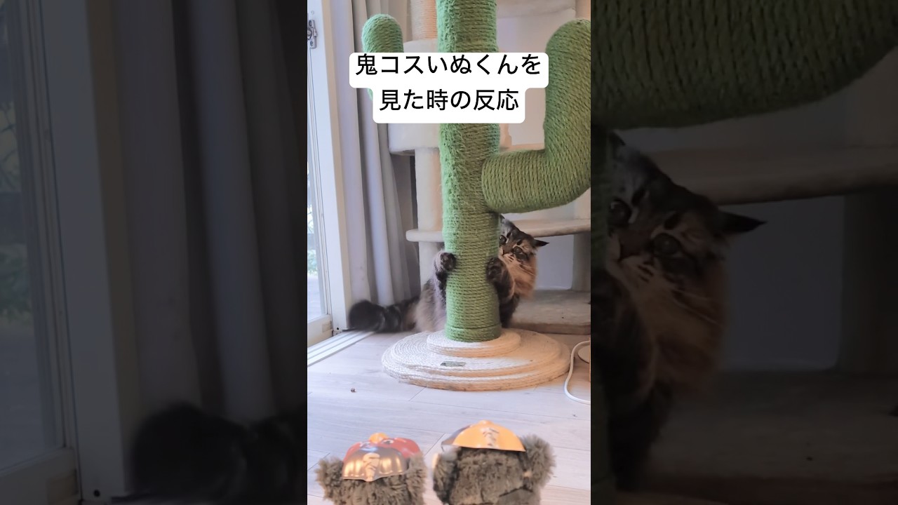イヌ鬼しばく！！ #猫 #サイベリアン #節分