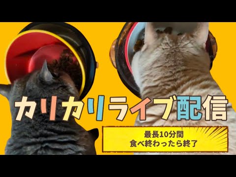 カリカリライブ配信食べ終わったら終わり