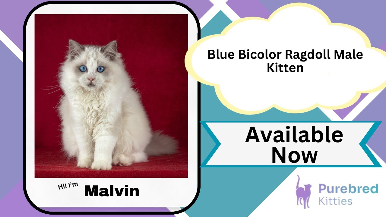 Malvin Blue Bicolor Ragdoll Male Kitten Available Now | Purebred Kitties