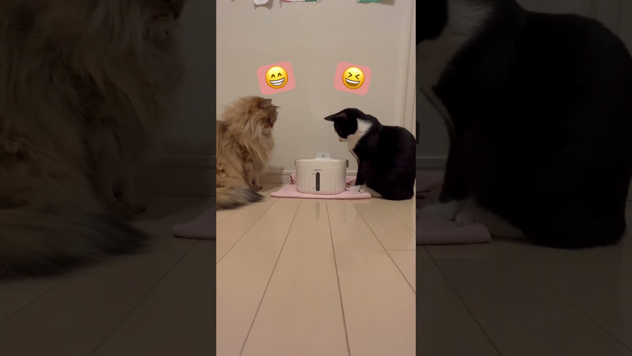 【ビートDEトーヒ♪】かわいいペルシャ猫とハチワレ猫